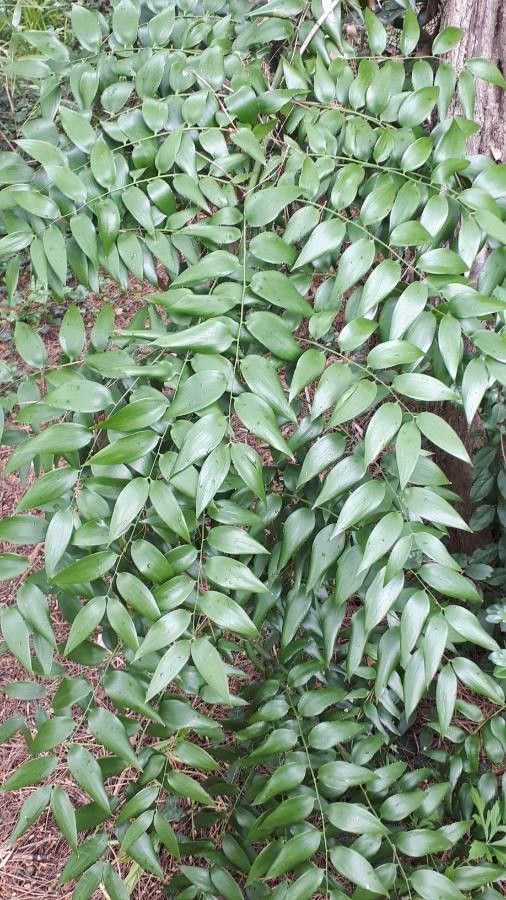 Semele androgyna flower