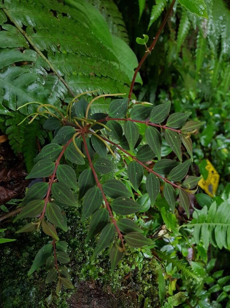 Peperomia palmana — houseplant care guide