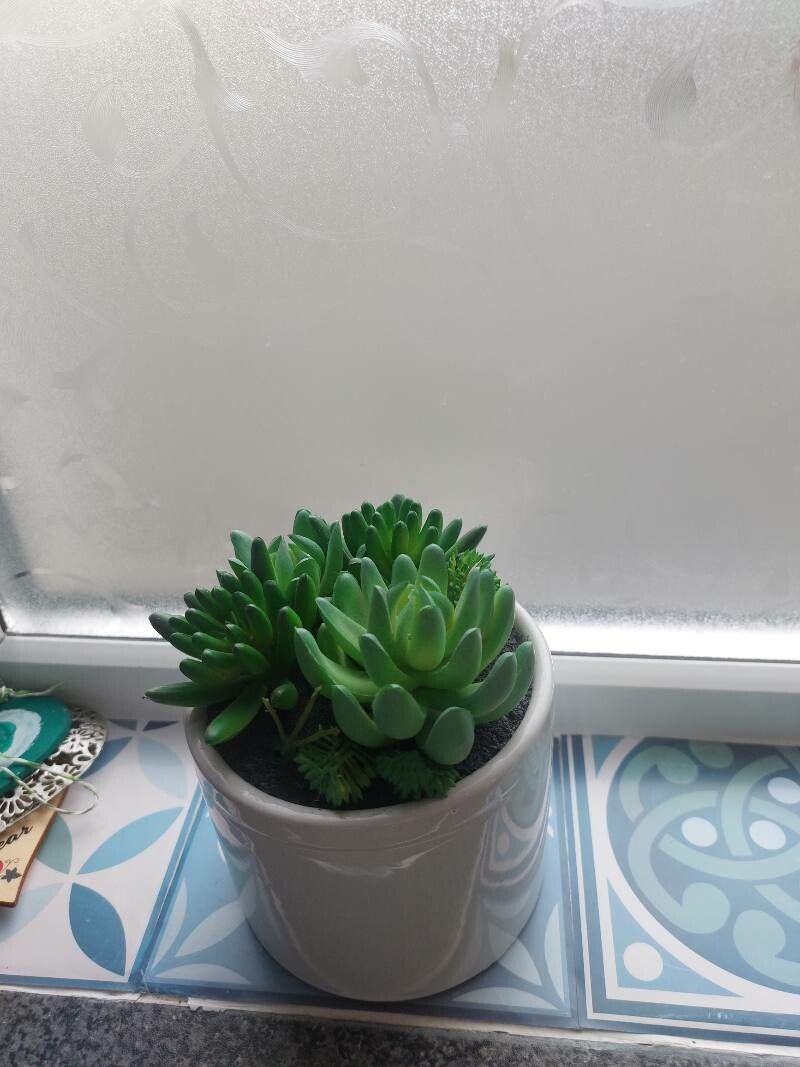 Orostachys japonica — related species from the same genus