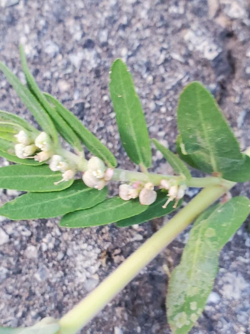 Euphorbia convolvuloides — houseplant care guide