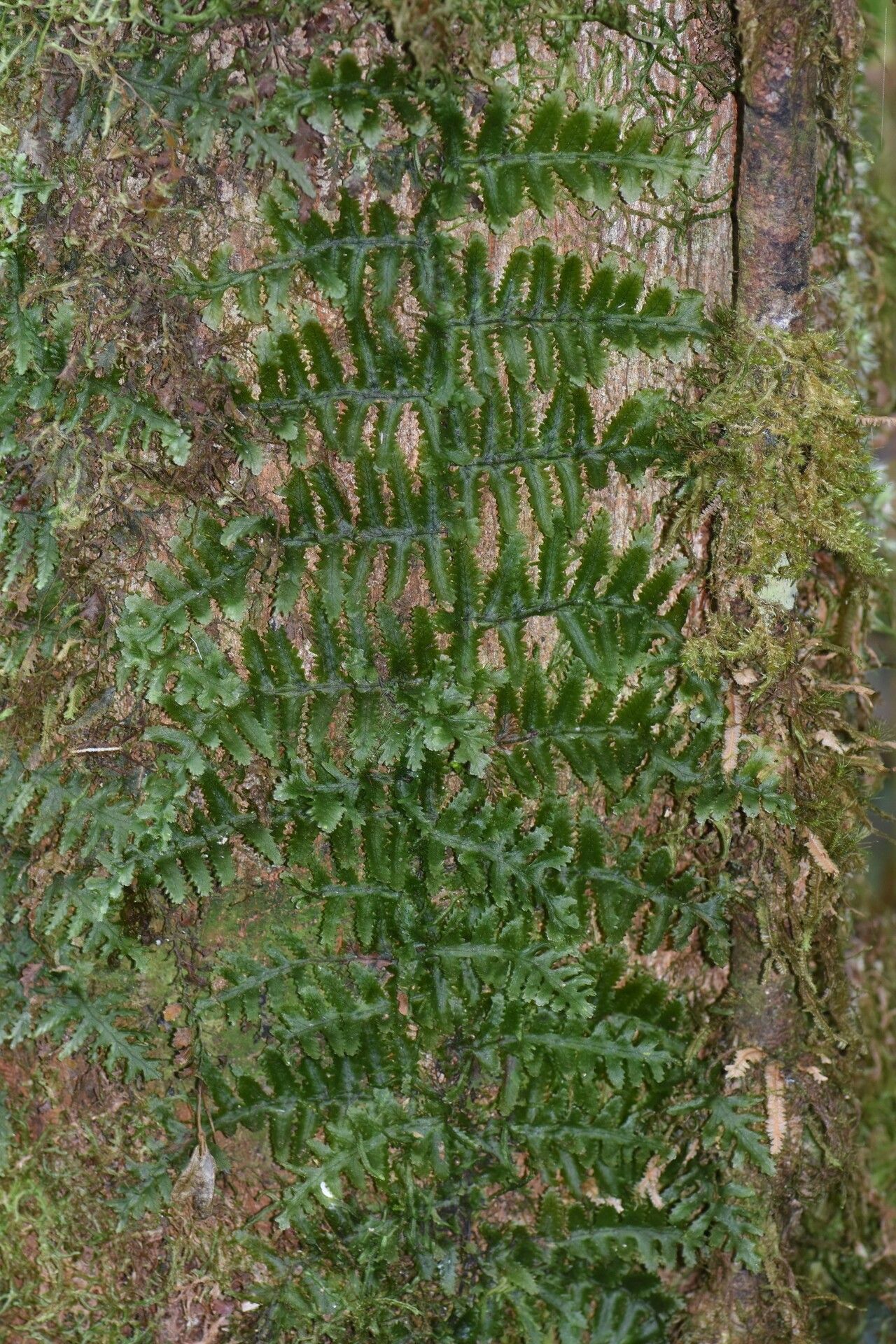 Trichomanes ankersii — houseplant care guide