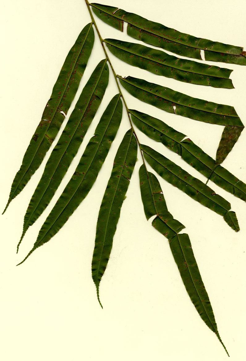 Metaxya rostrata — houseplant care guide