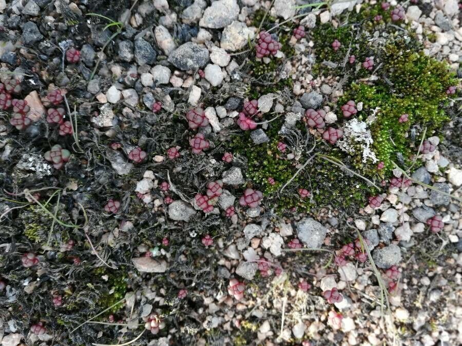 Sedum andegavense leaf