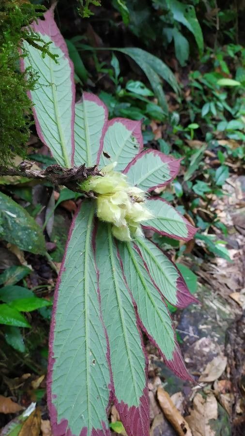 Columnea medicinalis flower