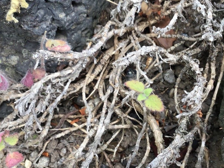 Pterocephalus perennis leaf