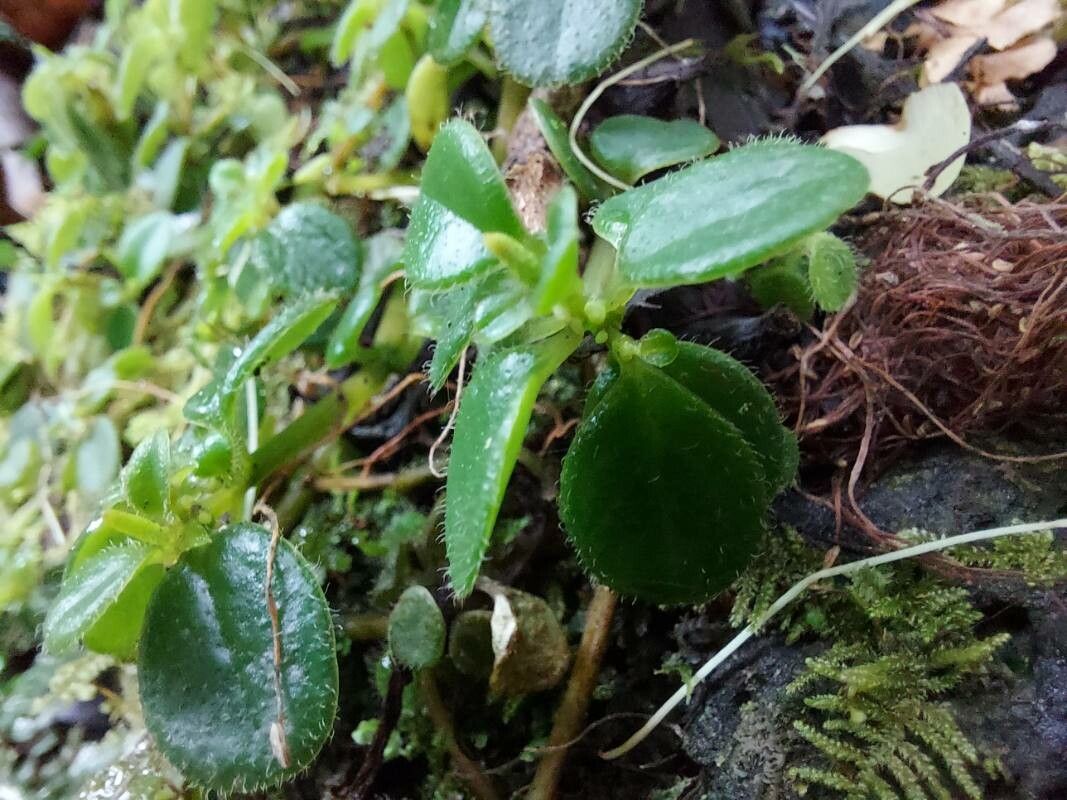 Peperomia goudotii leaf
