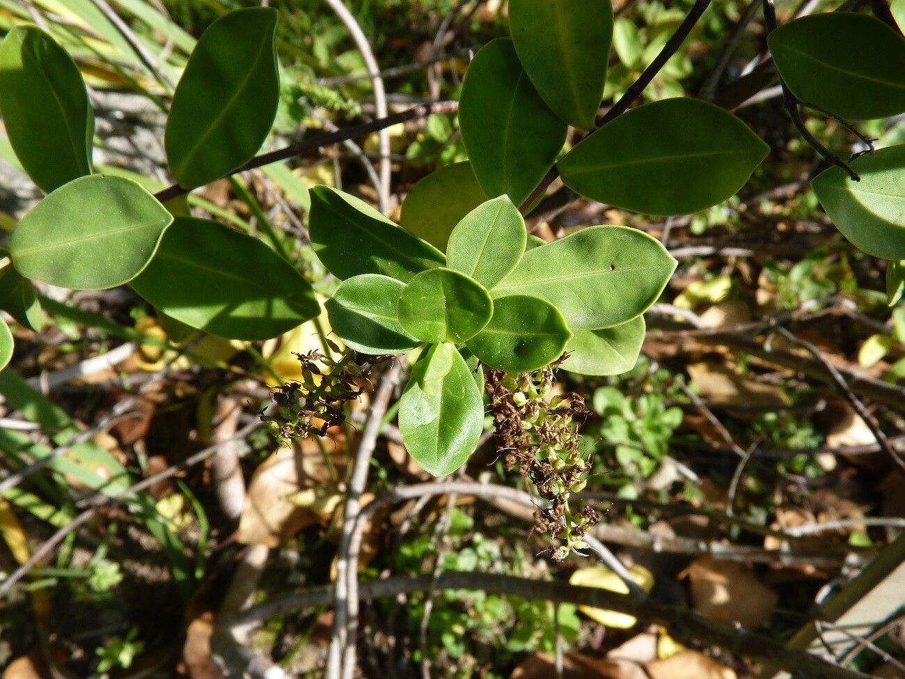 Veronica bollonsii leaf