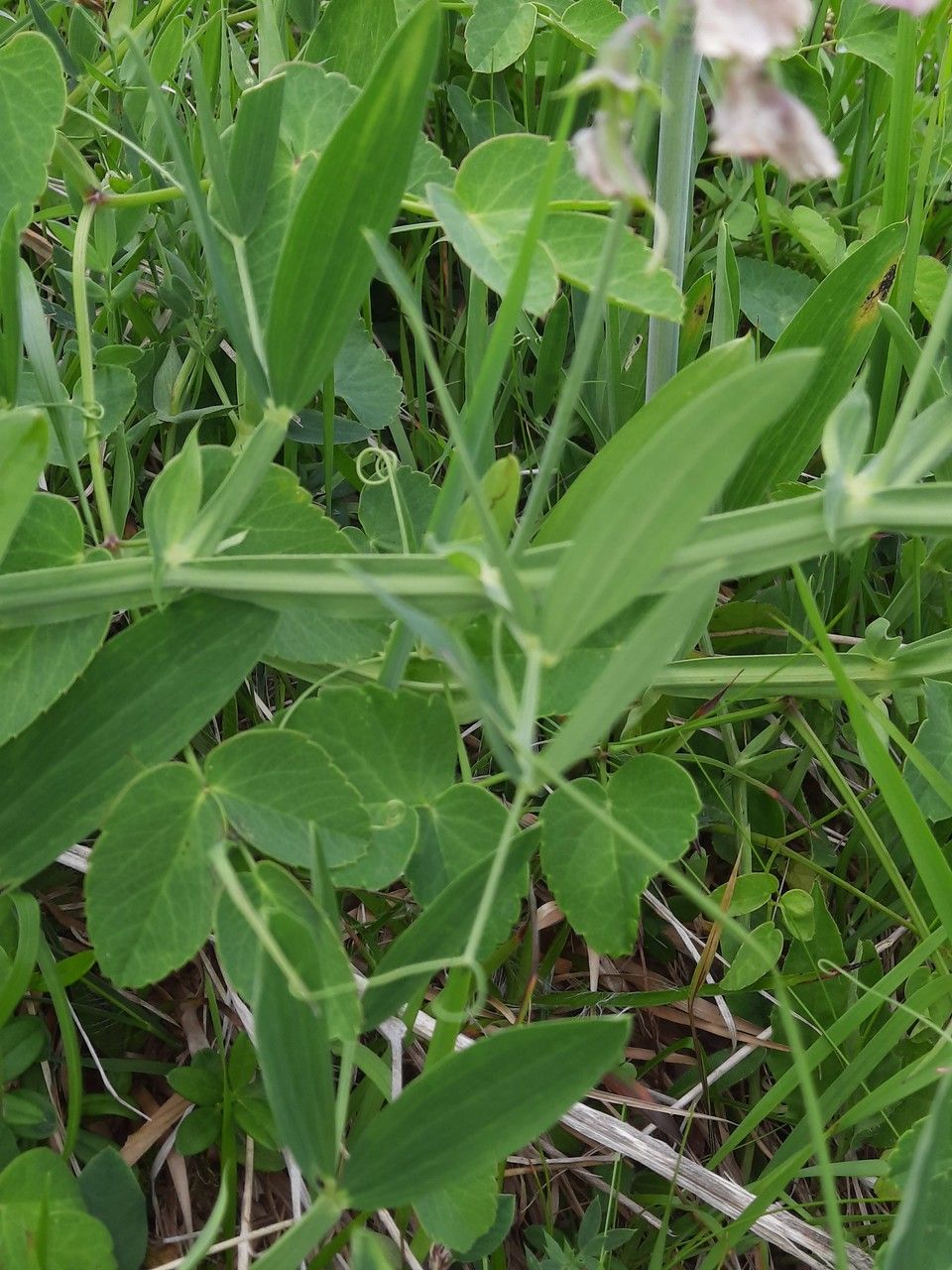 Lathyrus sylvestris — search result for 'Lathyrus'