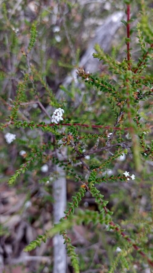 Leucopogon microphyllus habit