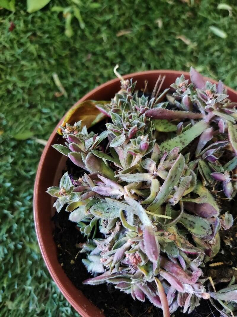 Aeonium × aguajilvense leaf