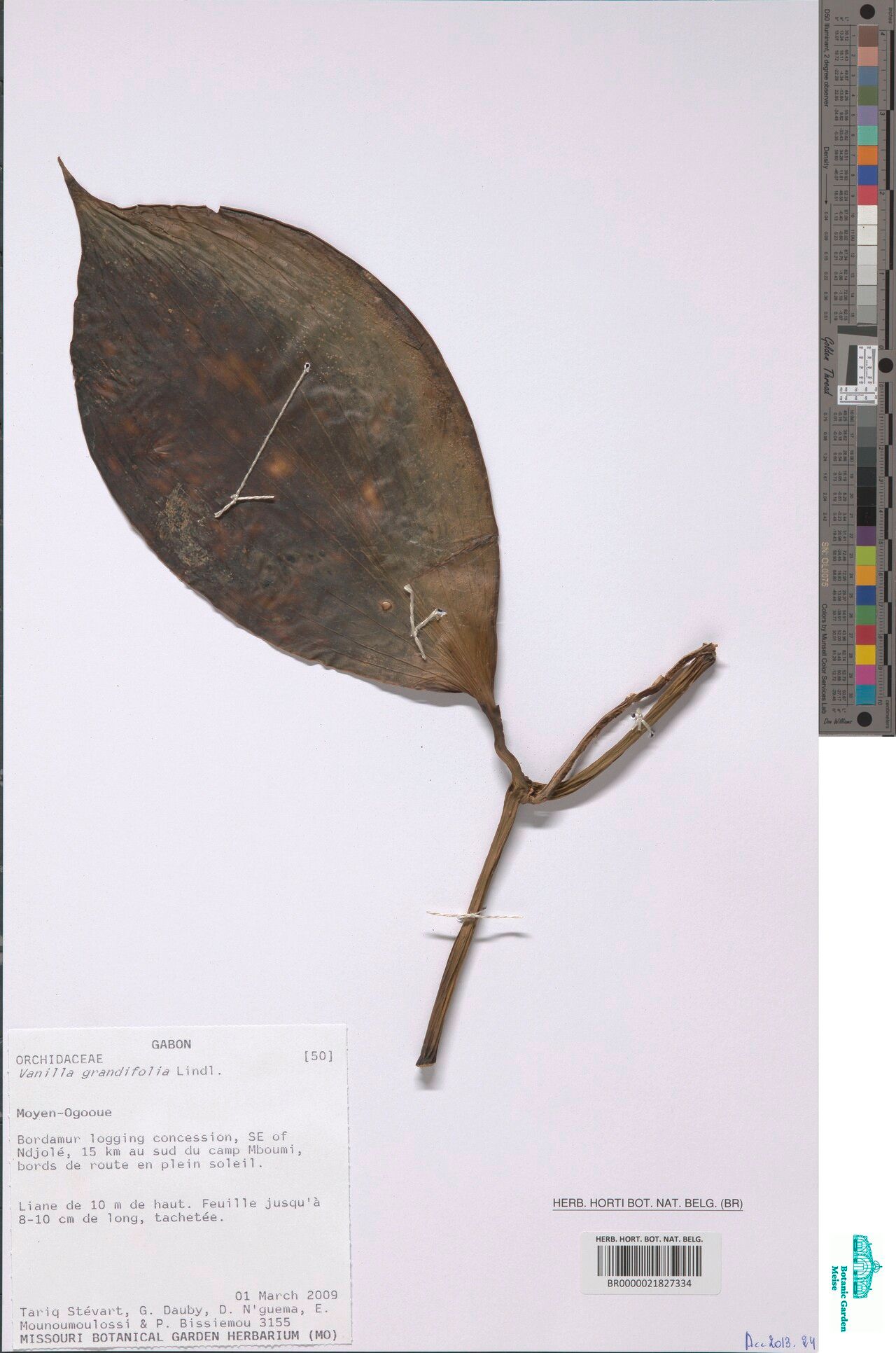 Vanilla grandifolia — houseplant care guide