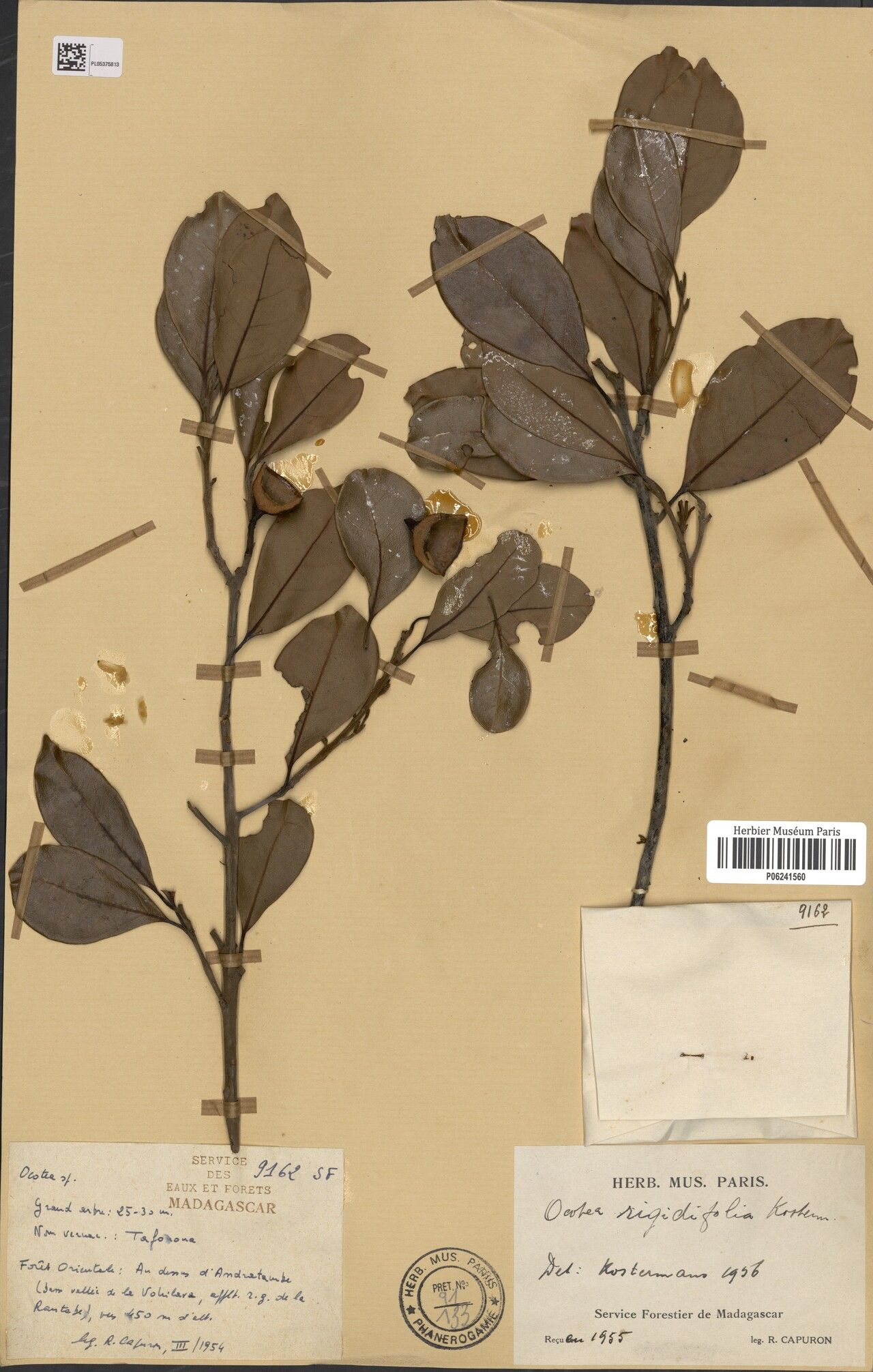 Ocotea rigidifolia — houseplant care guide