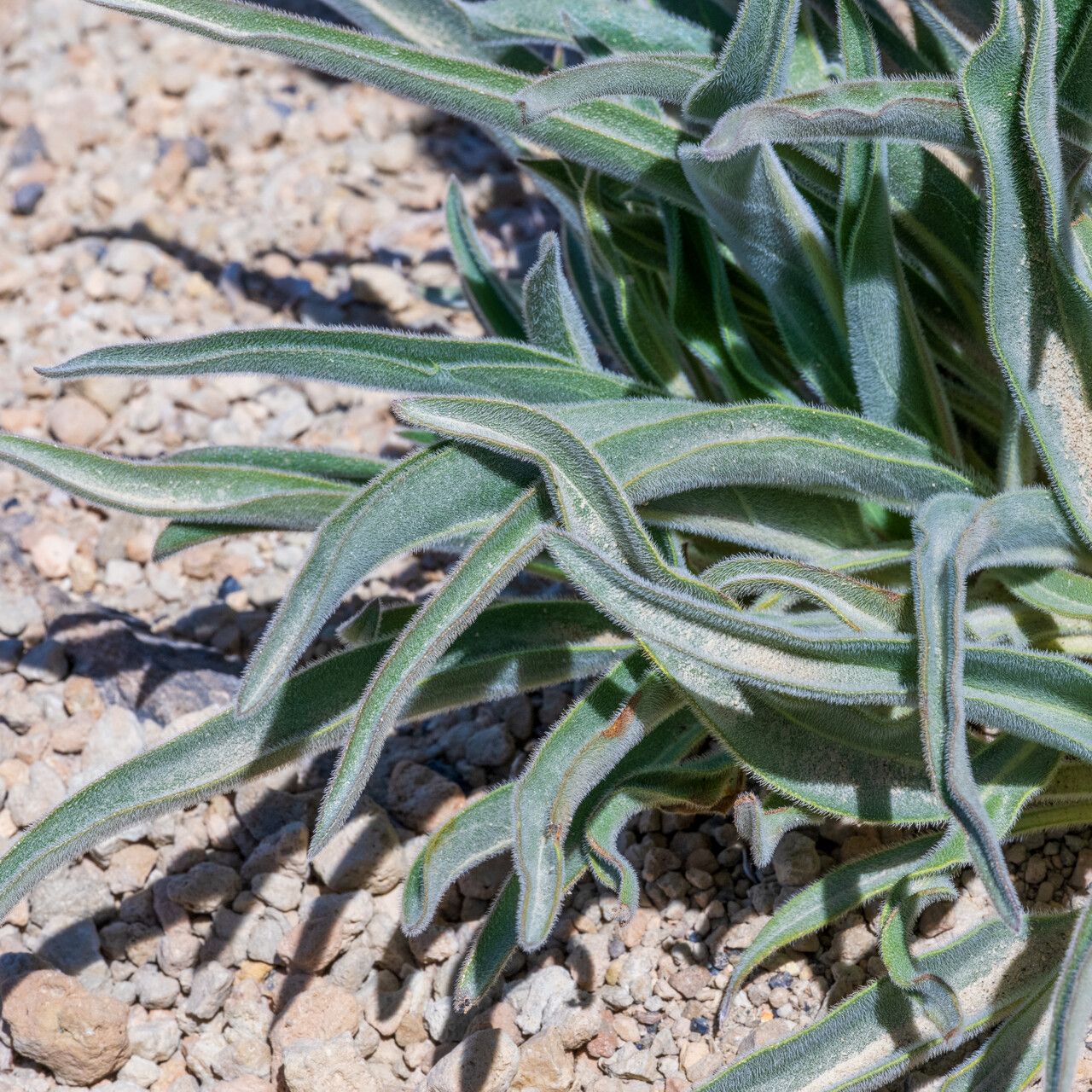 Echium auberianum — houseplant care guide