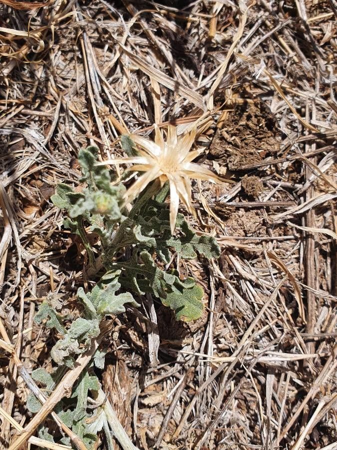 Volutaria boranensis flower