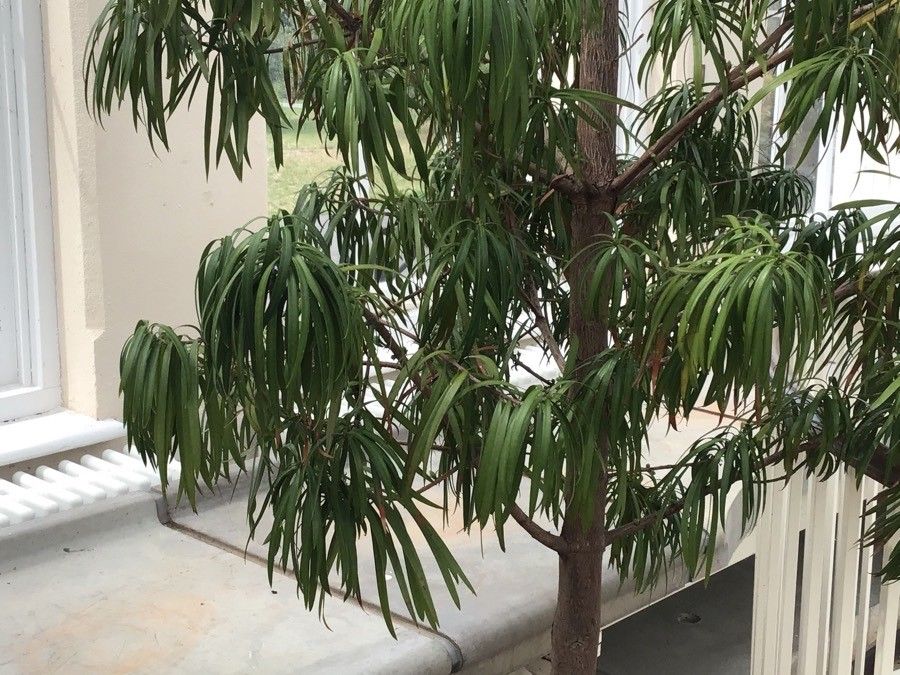 Podocarpus henkelii — search result for 'Podocarpus'