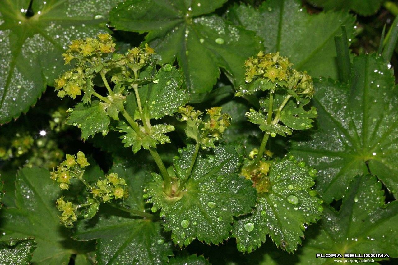 Alchemilla coriacea other