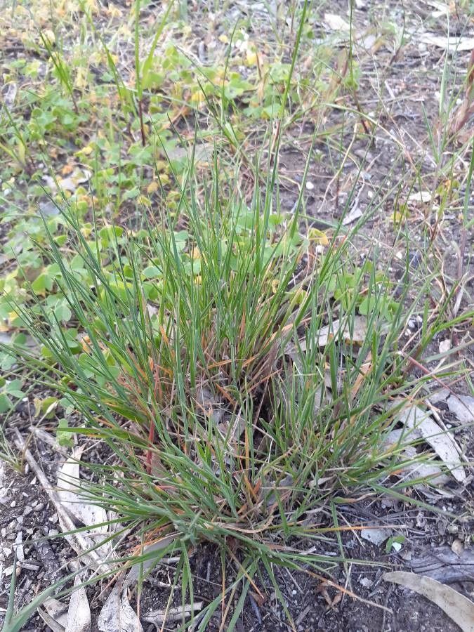 Nassella trichotoma leaf