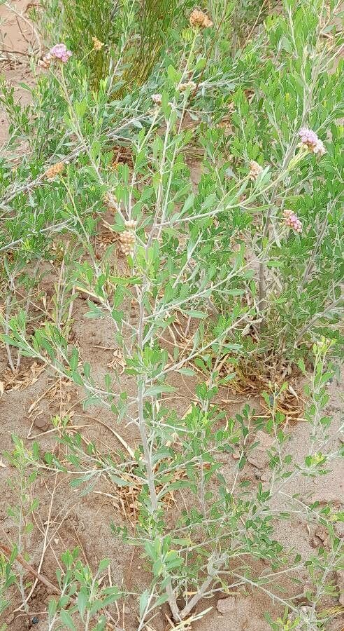 Tessaria absinthioides habit