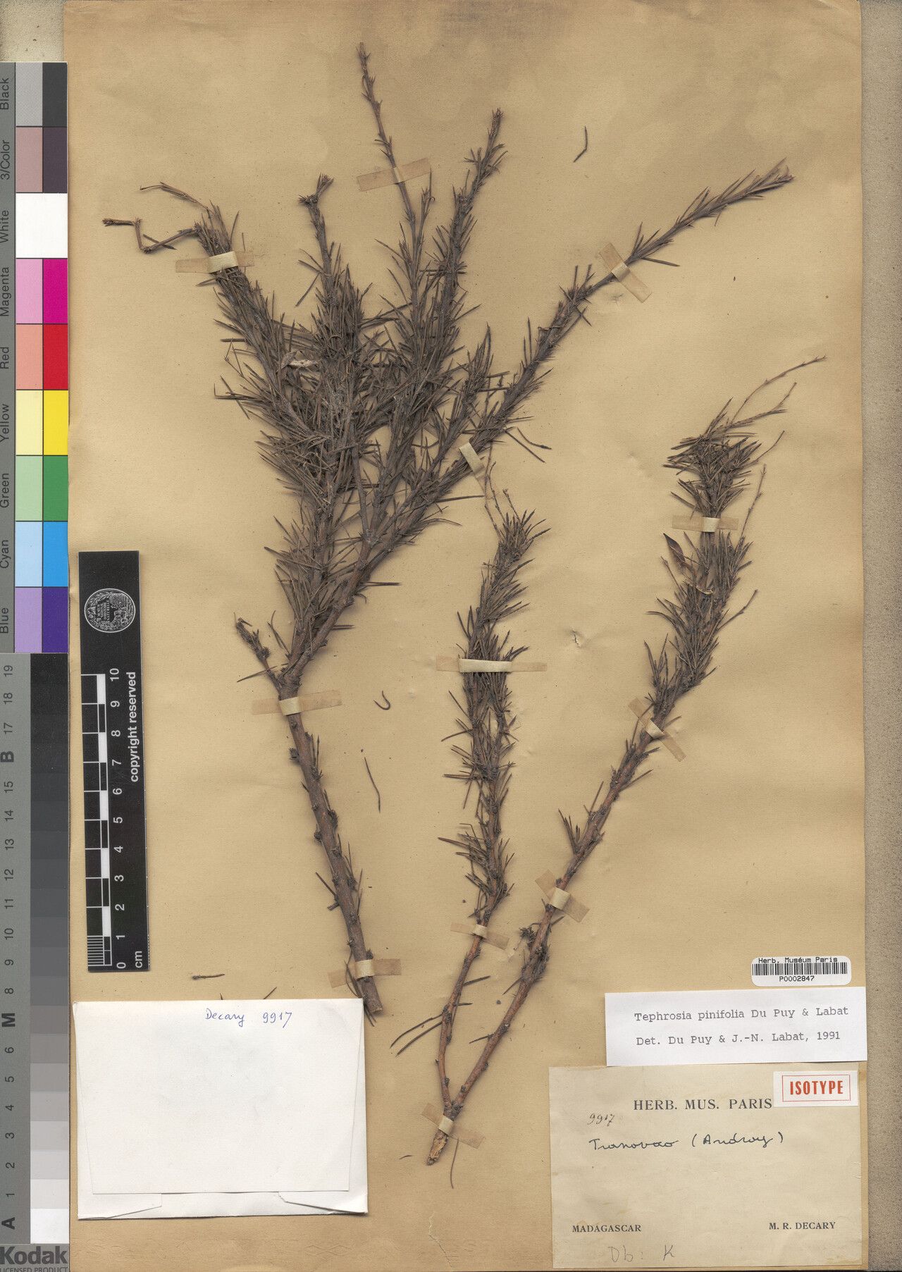 Tephrosia pinifolia — search result for 'Tephrosia'