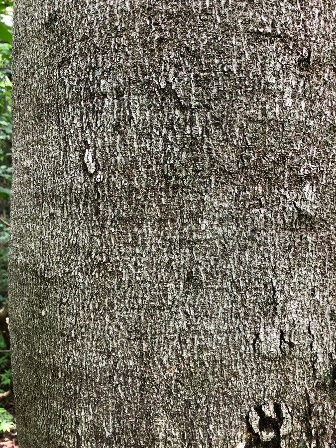 Hymenaea courbaril bark