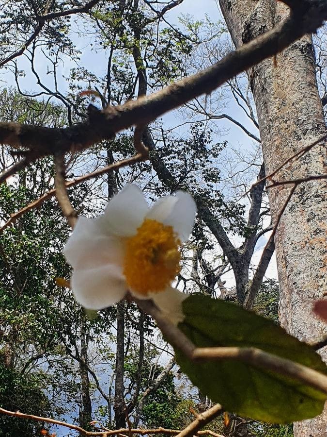 Oncoba spinosa flower