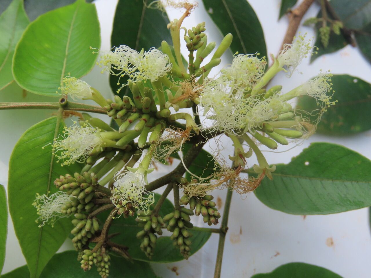 Inga thibaudiana flower