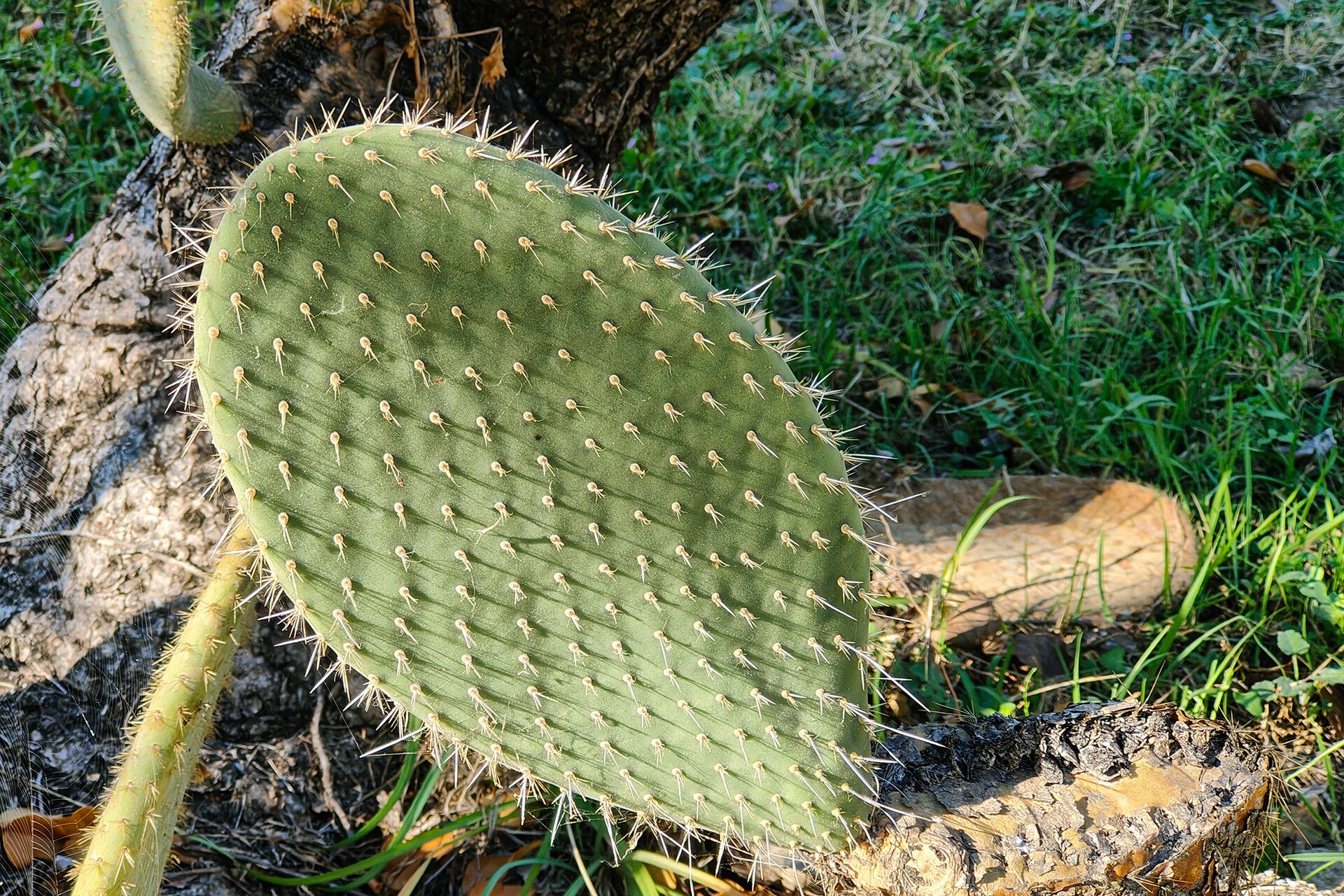 Opuntia durangensis — houseplant care guide