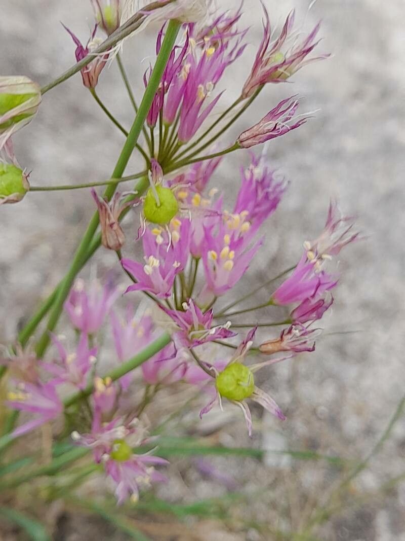 Allium longisepalum fruit
