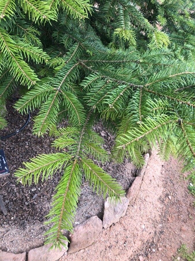 Abies religiosa — search result for 'Abies'