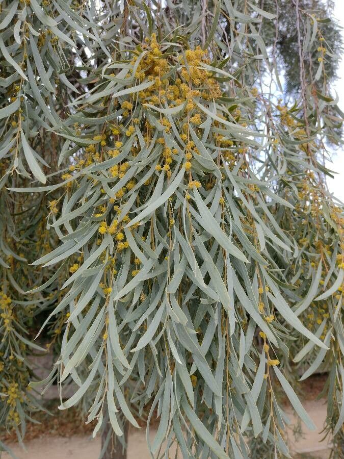 Acacia pendula flower