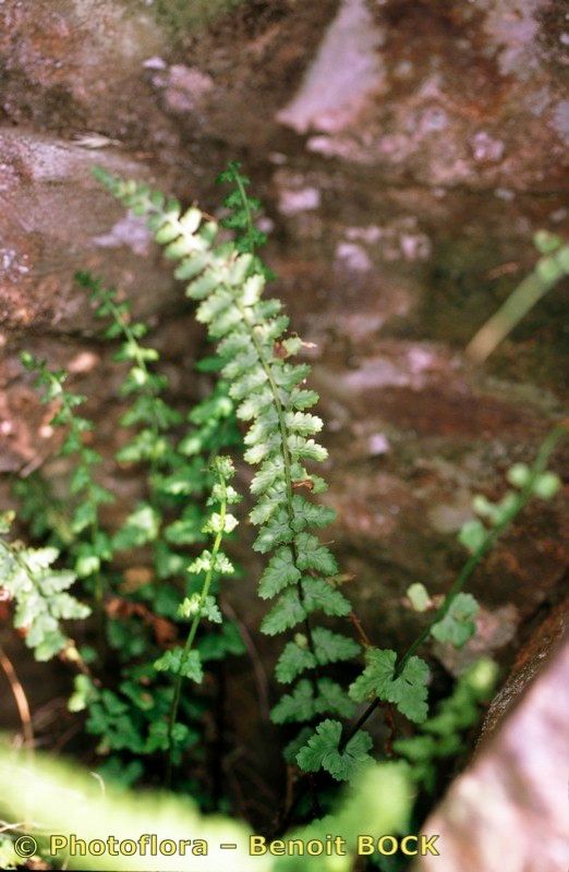 Asplenium x pagesii other