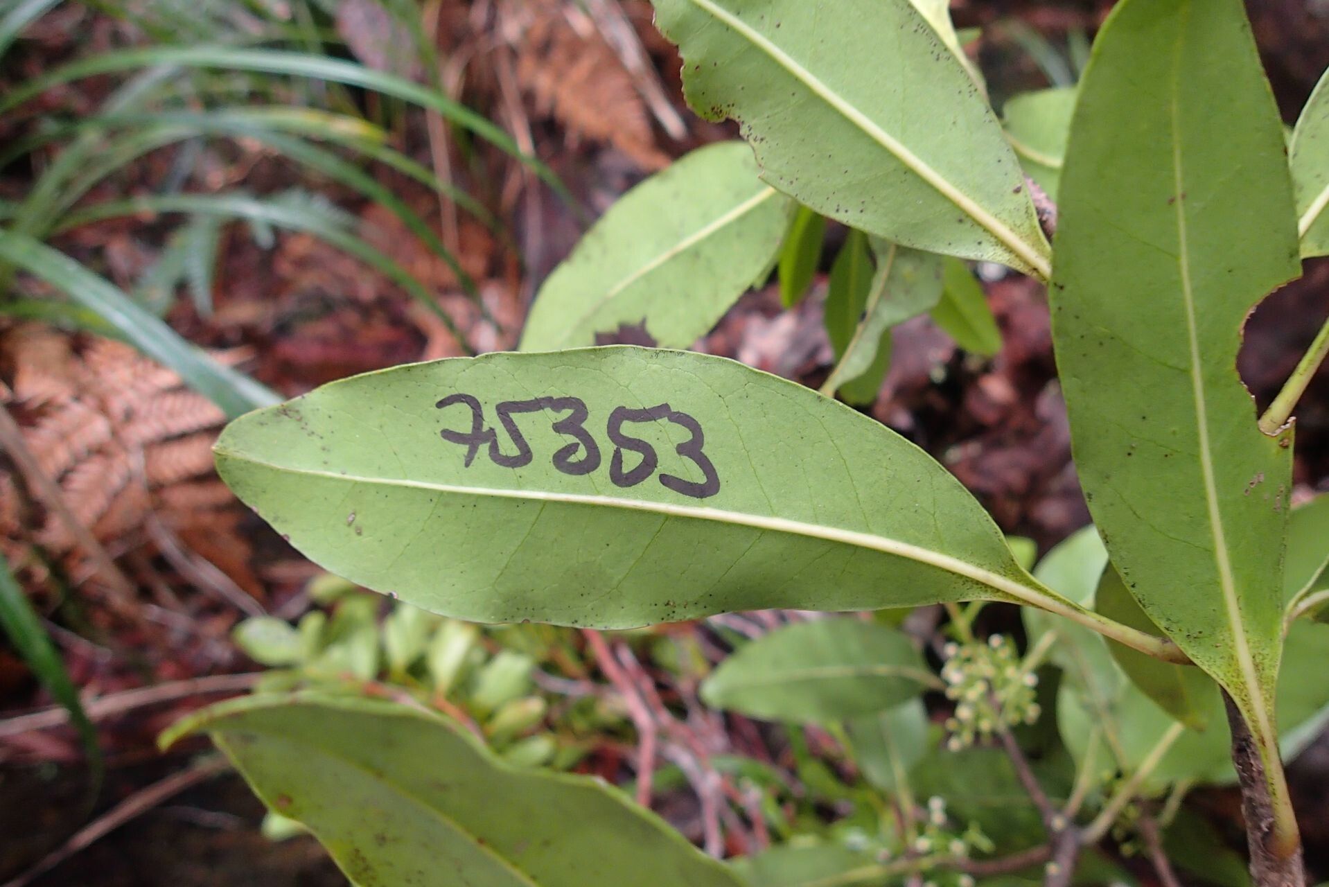 Osmanthus cymosus leaf