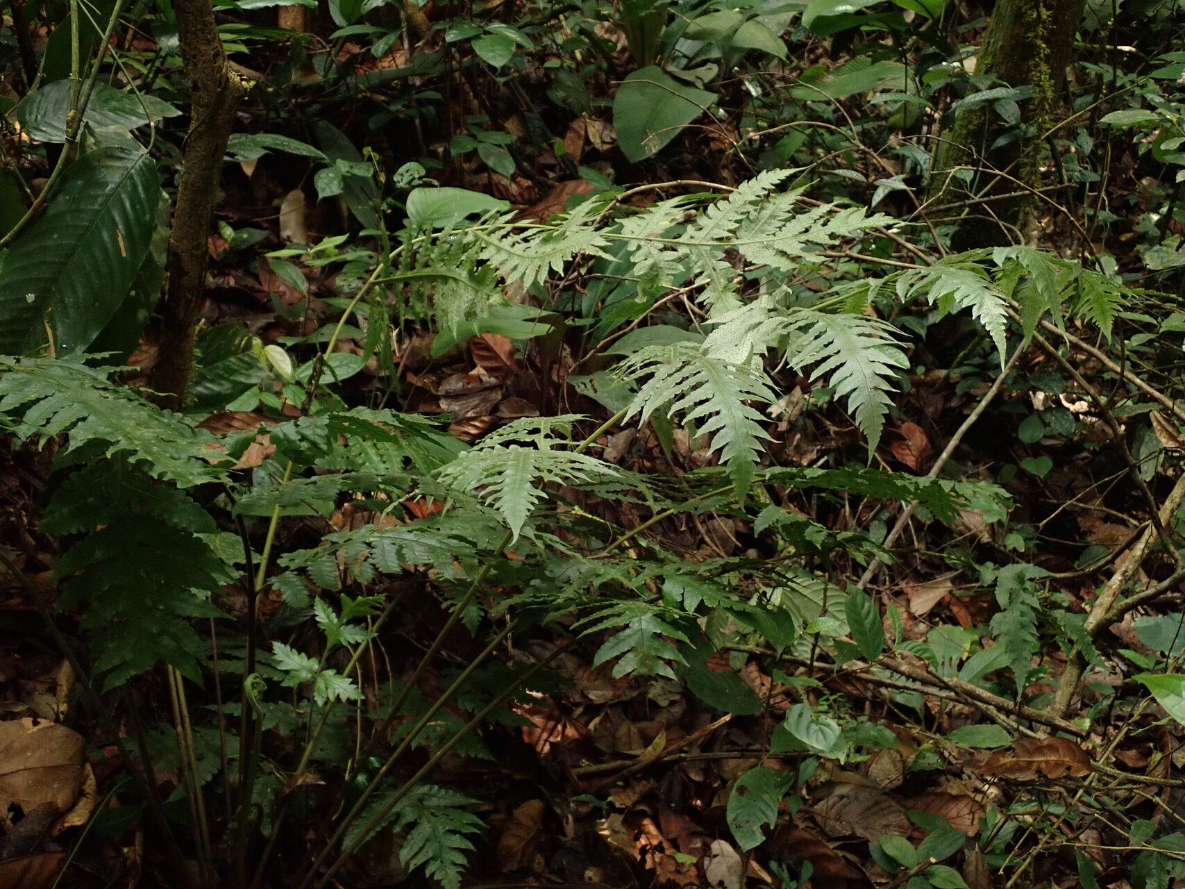 Tectaria camerooniana habit