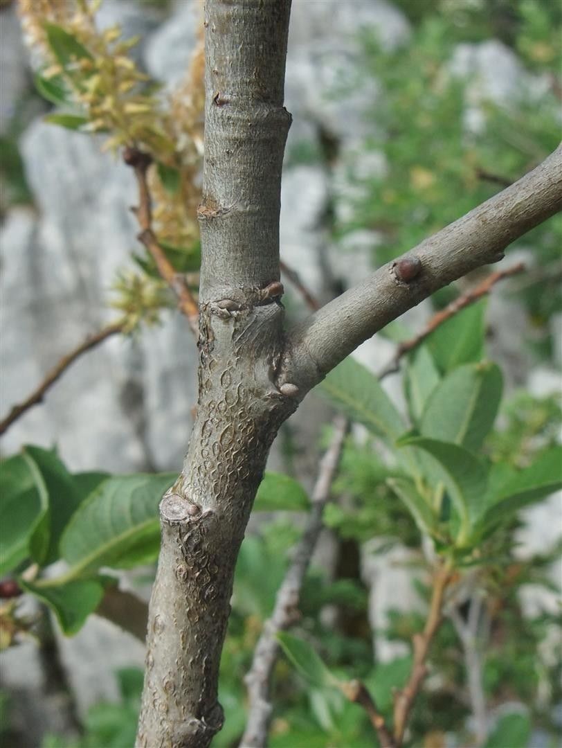 Salix laggeri bark