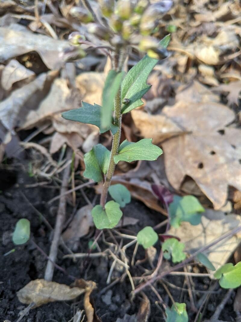 Cardamine douglassii bark