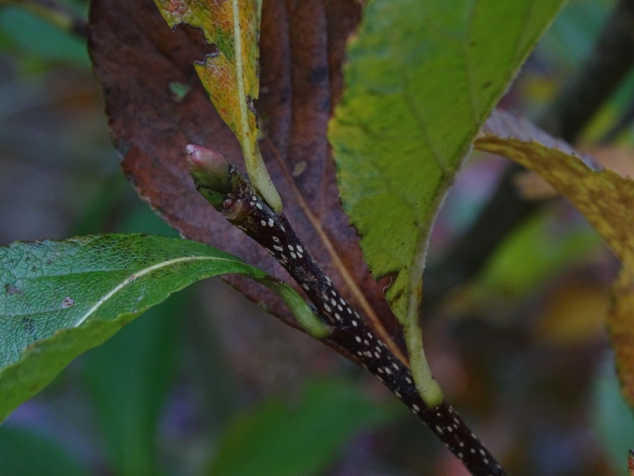 Sorbus keissleri bark