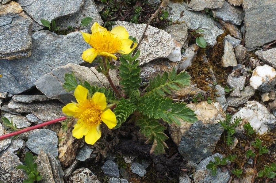 Geum reptans flower