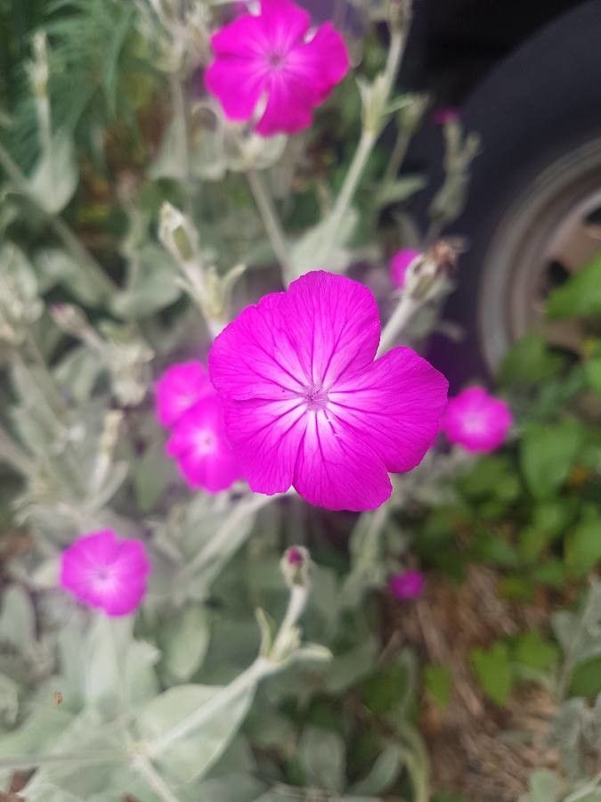 Lychnis coronata flower