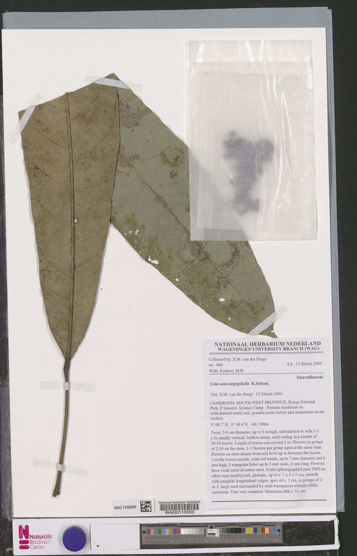 Cola semecarpophylla — houseplant care guide