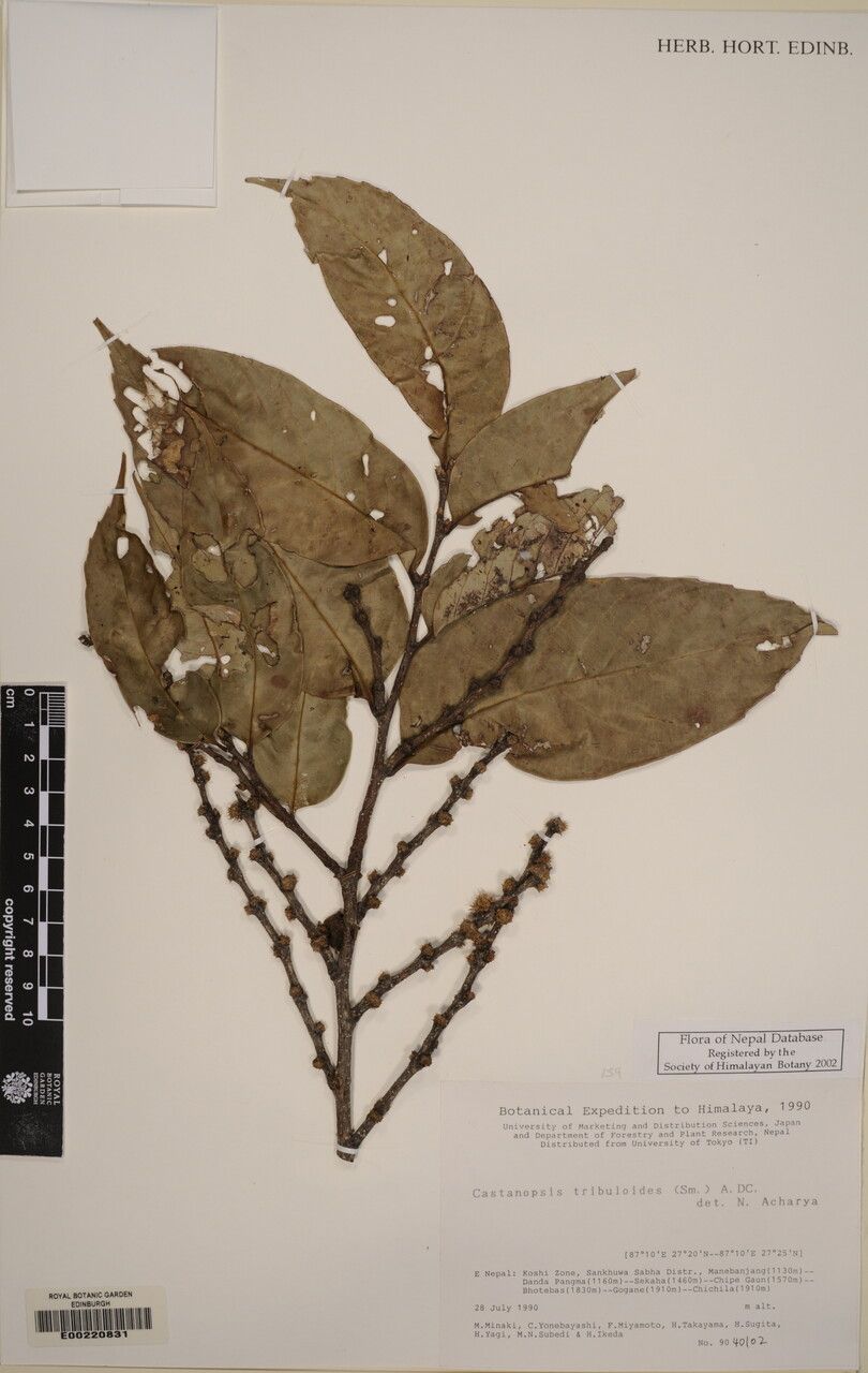 Castanopsis echinocarpa other