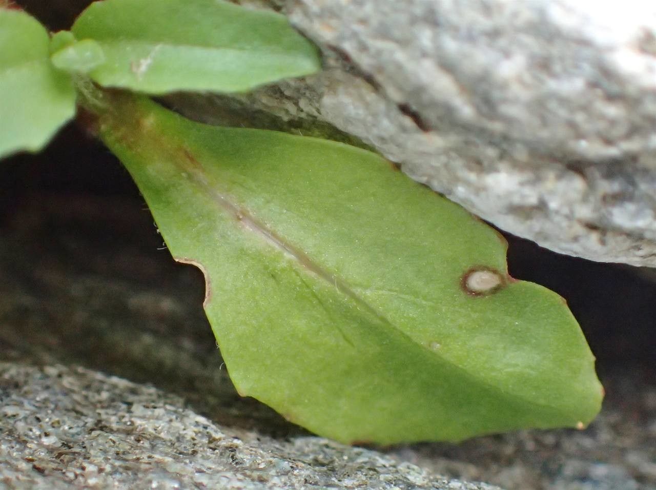 Epilobium alsinifolium leaf