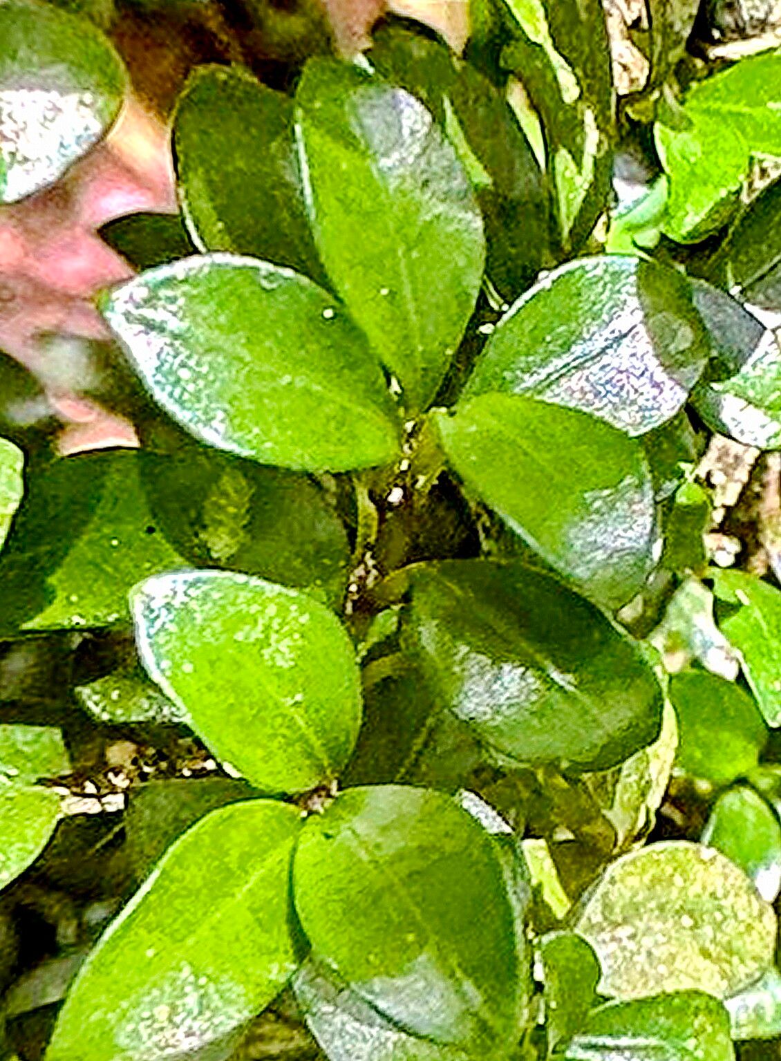 Chassalia densifolia — houseplant care guide