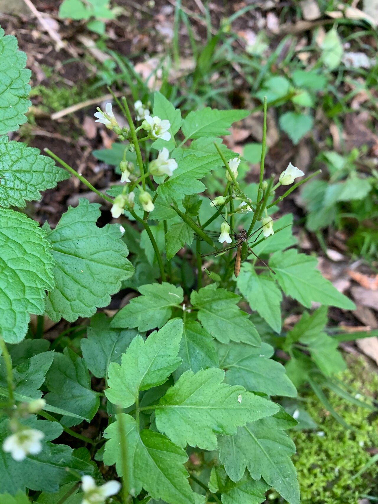 Cardamine africana flower