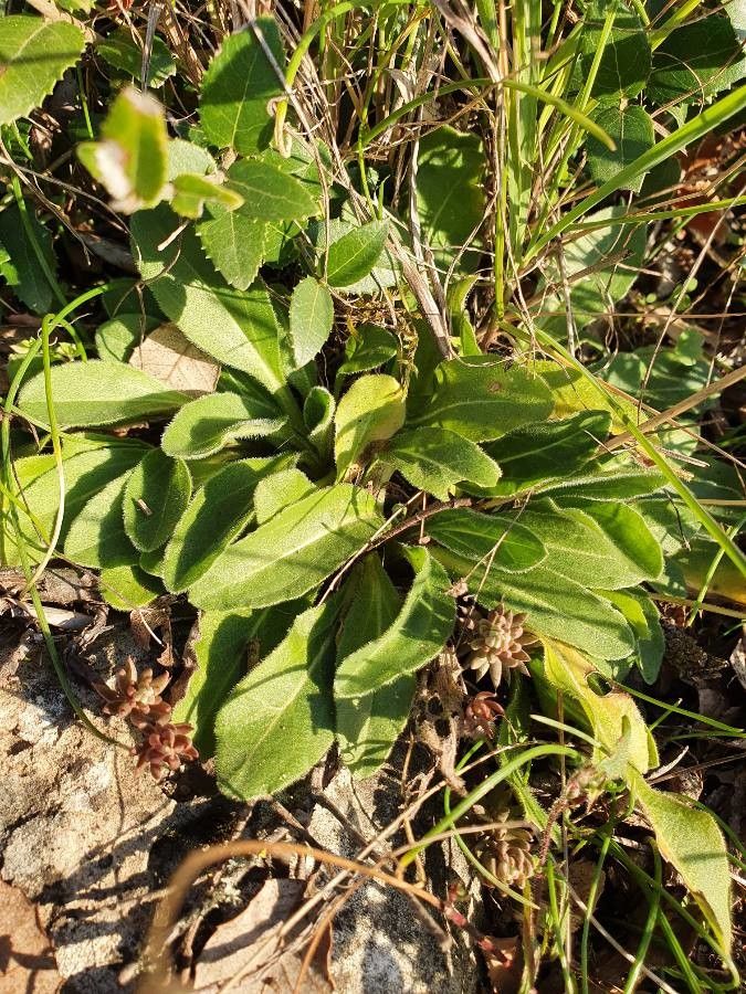 Bellis pappulosa leaf
