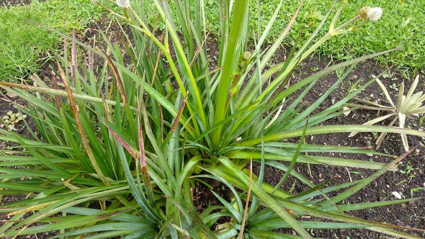Eryngium humboldtii — search result for 'Eryngium'
