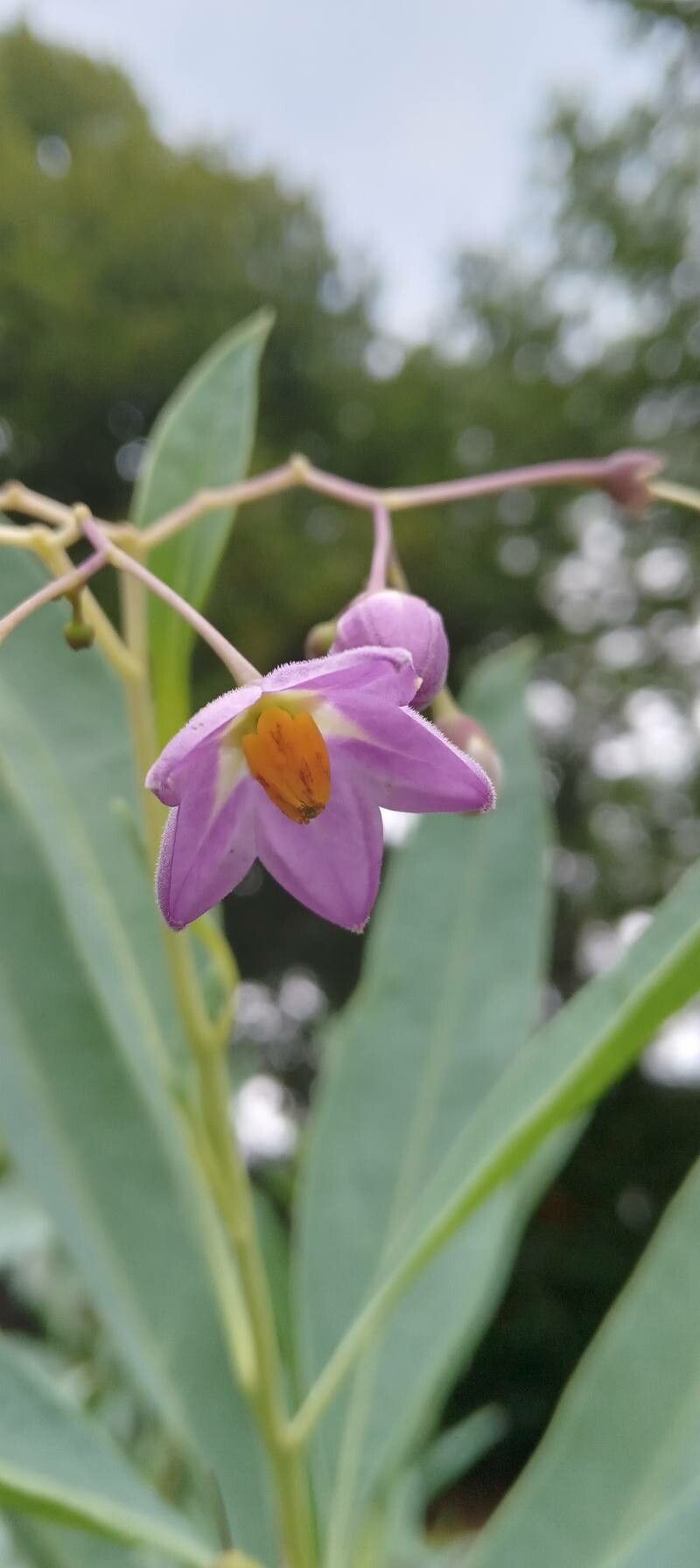 Solanum glaucophyllum flower