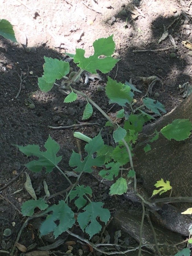 Broussonetia kazinoki habit