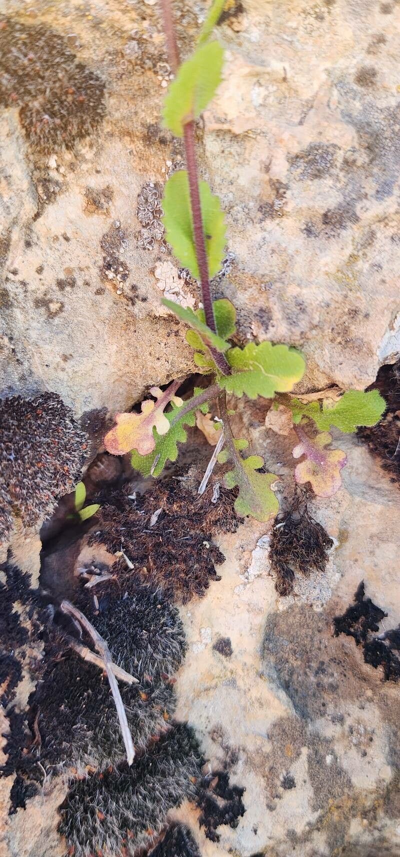 Arabis aucheri — related species from the same genus