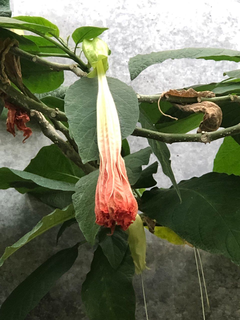 Brugmansia spp. fruit