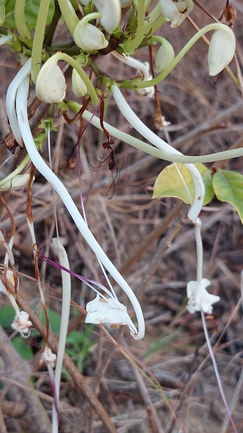 Rotheca incisa flower